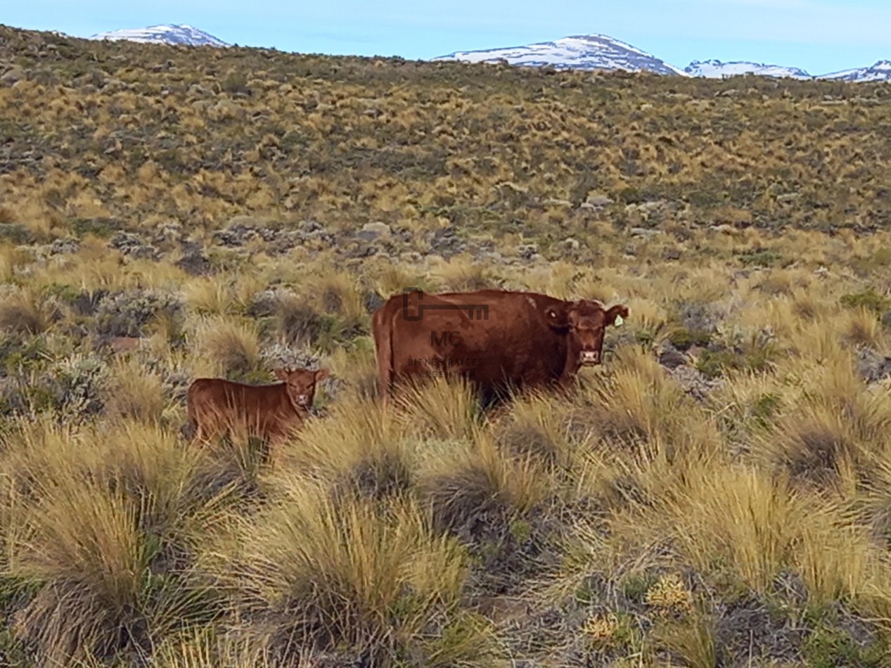 12.000 hectareas mixtas Neuquen, Argentina
